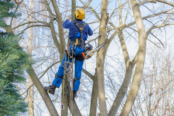 How Our Tree Care Process Works  in  Estill, SC