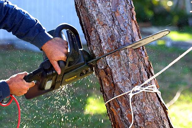 Best Emergency Tree Removal  in Estill, SC