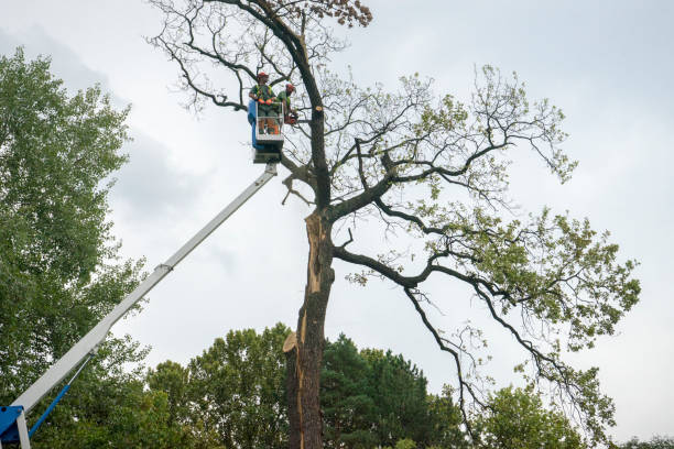 Best Lawn Maintenance Plans  in Estill, SC