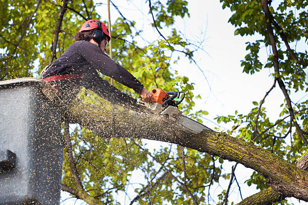 Best Arborist Consultation Services  in Estill, SC