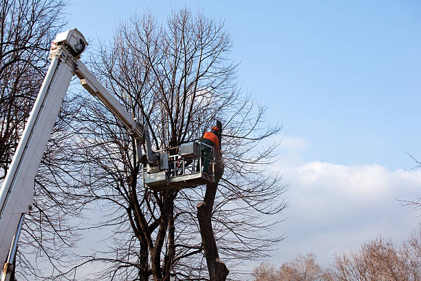 Leaf Removal in Estill, SC